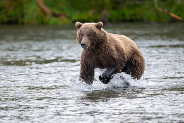 Alaskan brown bear chasing salmon in Brooks River