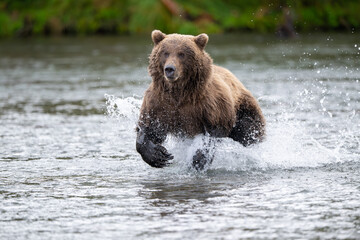 Alaskan brown bear chasing salmon in Brooks River