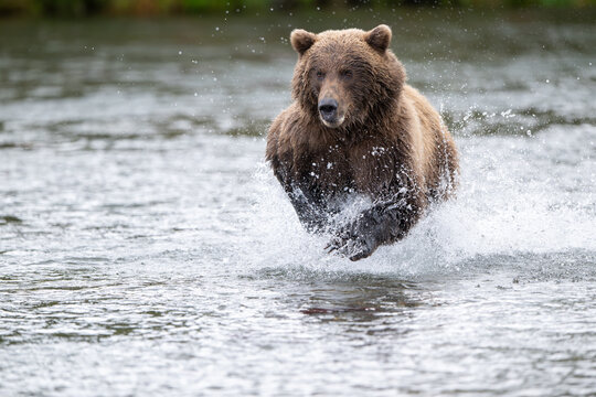 Alaskan brown bear chasing salmon in Brooks River