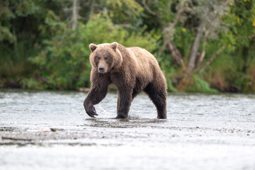 Alaskan brown bear standing in Brooks River