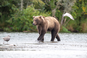 Alaskan brown bear standing in Brooks River