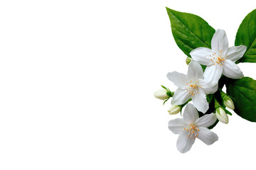 Obraz premium Close-up of a jasmine flower cluster on dark background