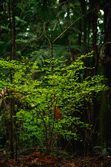 Obraz premium Natureza