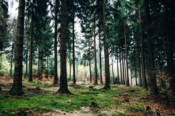 Obraz premium Autumn Forest with Colorful Fall Foliage