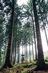 Autumn Forest with Colorful Fall Foliage