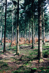 Obraz premium Autumn Forest with Colorful Fall Foliage