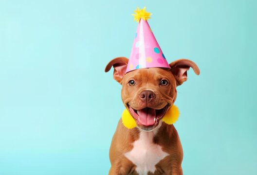 Happy puppy celebrates at a colorful party with fun accessories