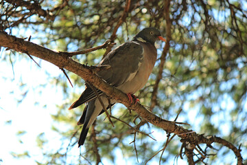 a wild pigeon in the forest thicket