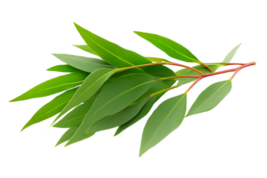 Eucalyptus branch with vibrant green lanceolate leaves and red stem, cutout, PNG isolated on white or transparent background