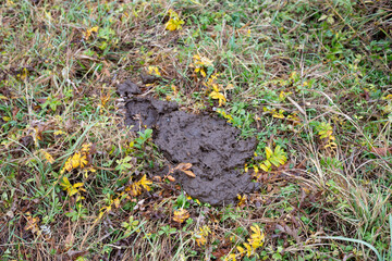 Cow dung cake on green grassy field closeup. Cow manure on the farm in the cow grazing area where it is used as organic fertilizer for plants.