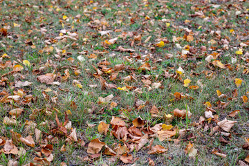 Dry yellow and orange leaves on green grass in autumn. Autumn, change of season and weather. Fallen leaves autumn maple leaves
