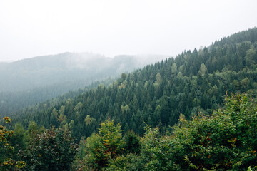 Obraz premium Dense Forest in a National Park with Lush Greenery