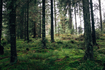 Dense Forest in a National Park with Lush Greenery