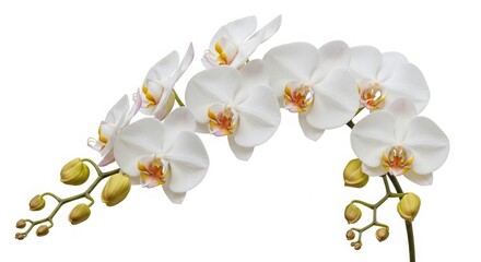 Delicate white orchid flowers and buds on a stem