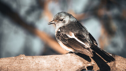 Robinhood Bird in a forest