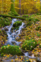 Potok wody jesienią w lesie 2025