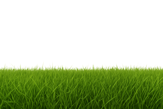 Lush green grass blades with sharp tips against a dark void isolated on a transparent background lawn, cutout, PNG isolated on white or transparent background