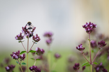 Obraz premium Close-up of a bumblebee collecting nectar from blooming oregano flowers. Soft background and shallow depth of field create a calm botanical scene.