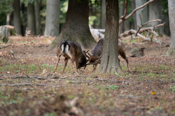 Dama dama and an important period of the year, the female rut. 
