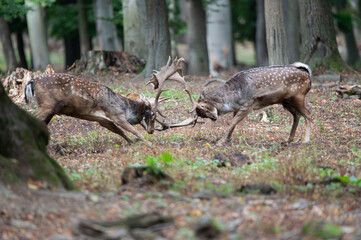 Dama dama and an important period of the year, the female rut. 