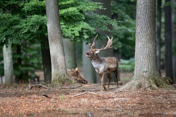 Dama dama and an important period of the year, the female rut. 