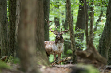 Dama dama and an important period of the year, the female rut. 