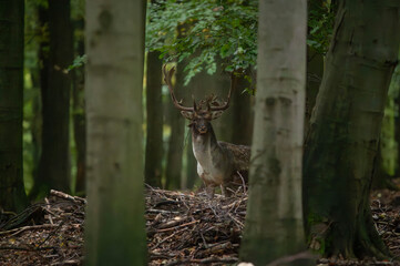 Dama dama and an important period of the year, the female rut. 