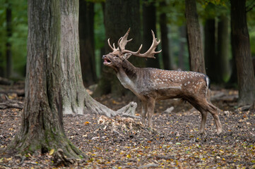 Dama dama and an important period of the year, the female rut. 