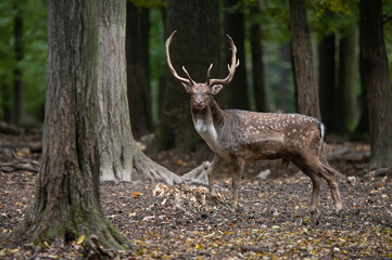 Dama dama and an important period of the year, the female rut. 