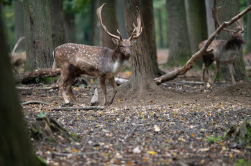 Dama dama and an important period of the year, the female rut. 
