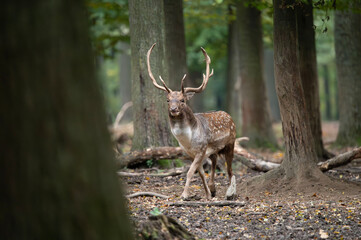 Dama dama and an important period of the year, the female rut. 