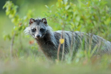 Jenot (Nyctereutes) raccoon dog
