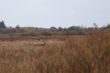 wetland