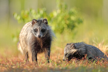 Fototapeta premium Jenot (Nyctereutes) raccoon dog