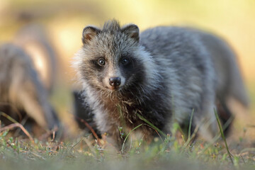 Naklejka premium Jenot (Nyctereutes) raccoon dog