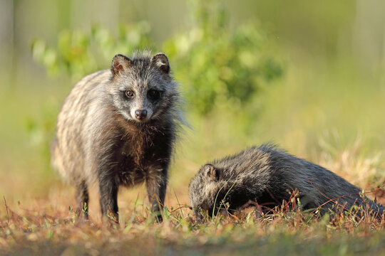 Jenot (Nyctereutes) raccoon dog