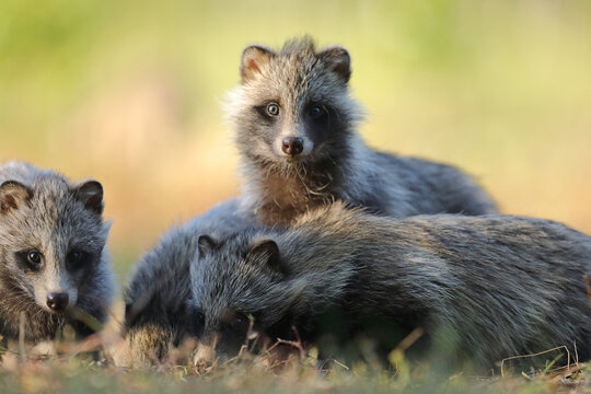 Jenot (Nyctereutes) raccoon dog