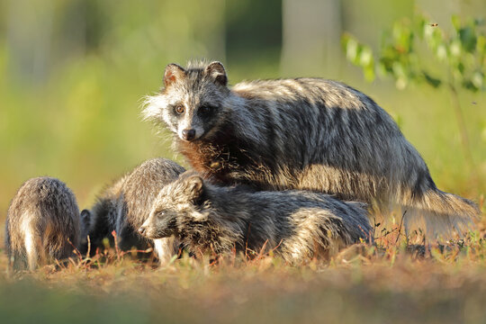 Jenot (Nyctereutes) raccoon dog