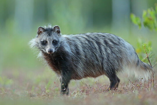Jenot (Nyctereutes) raccoon dog