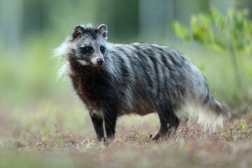 Jenot (Nyctereutes) raccoon dog