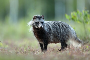 Jenot (Nyctereutes) raccoon dog