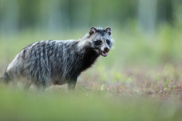 Jenot (Nyctereutes) raccoon dog