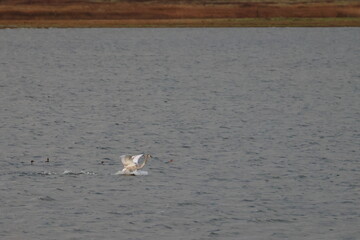 wetland
