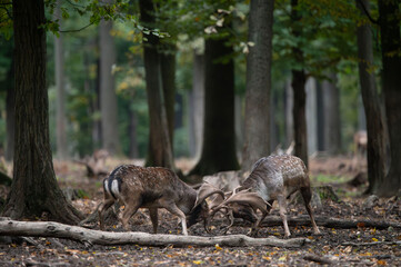 Dama dama and an important period of the year, the female rut. 