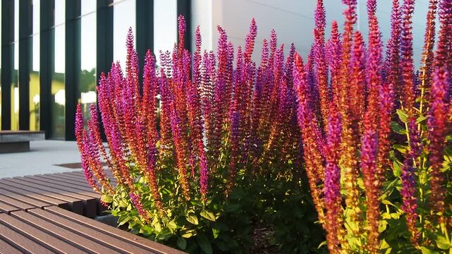 Sage Salvia genus of perennial herbaceous plants, shrubs of Lamiaceae family. Common sage Salvia pratensis. Purple flowers. Flowers under the rays of the evening sunset at Vilnius Airport, Lithuania