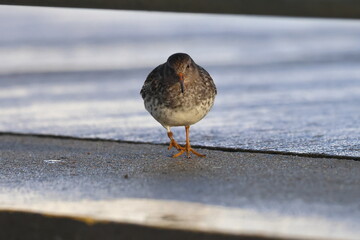 purple sandpiper