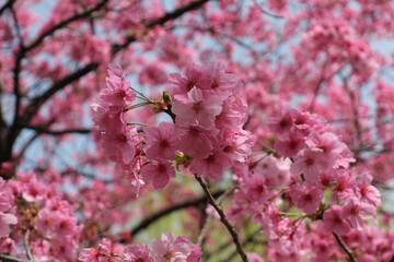 Obraz premium Sakura Dream