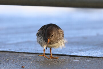 purple sandpiper