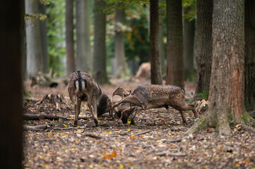 Dama dama and an important period of the year, the female rut. 