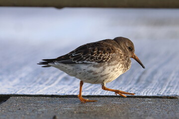 purple sandpiper
